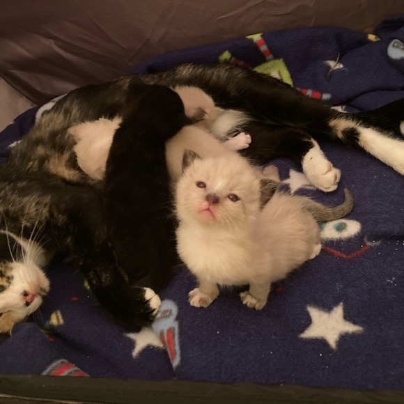 Kittens ๐ป๐ป๐ป - Picture 8 of 16